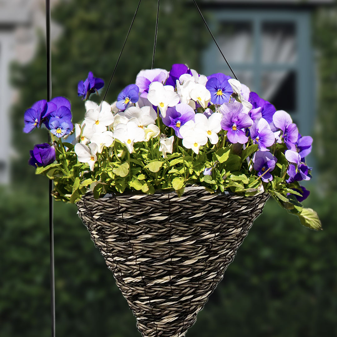 Hanging Baskets