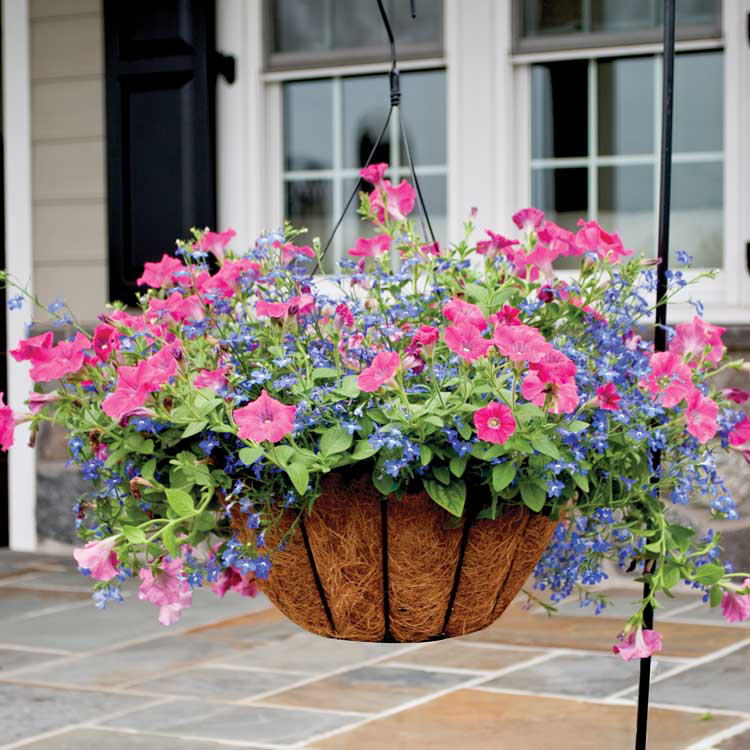 Hanging basket with pink and blue flowers 