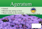 Ageratum sign with three facts and sun needs