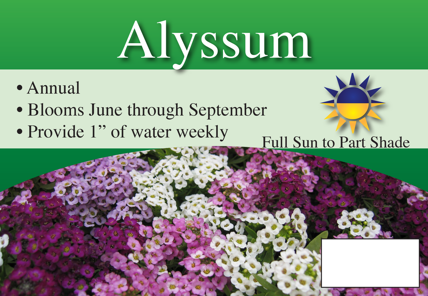 Alyssum sign with three facts and sun needs