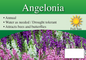 Angelonia sign with three facts and sun needs