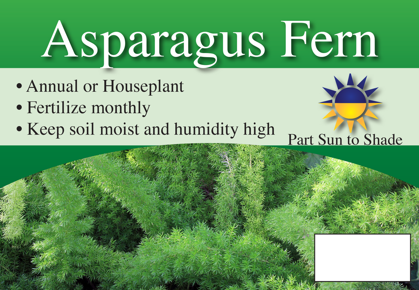 Asparagus Fern sign with three facts and sun needs