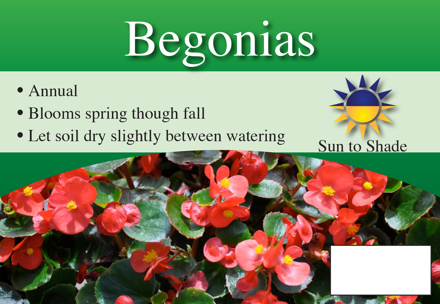 Begonias sign with three facts and sun needs