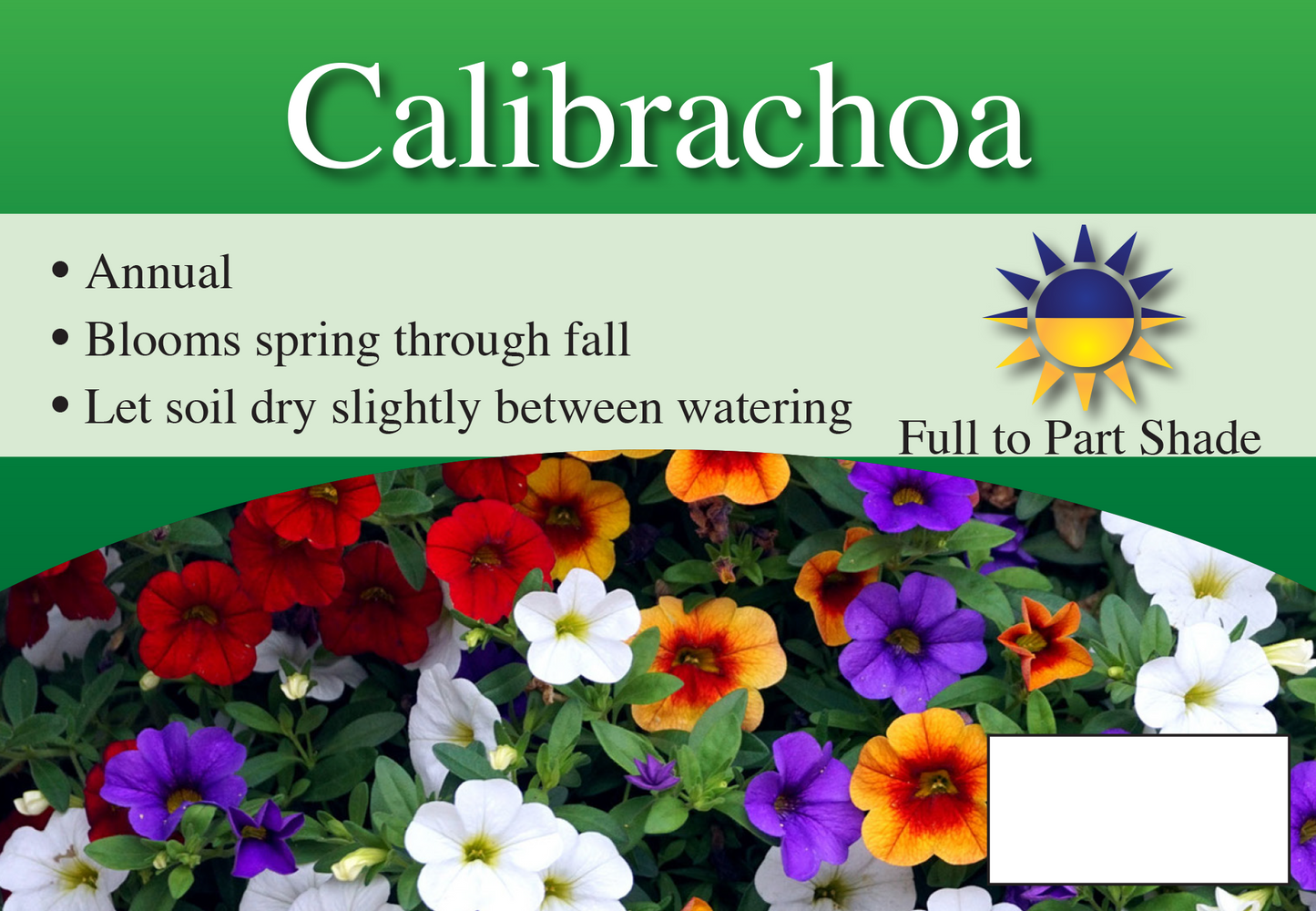 Calibrachoa sign with three facts and sun needs