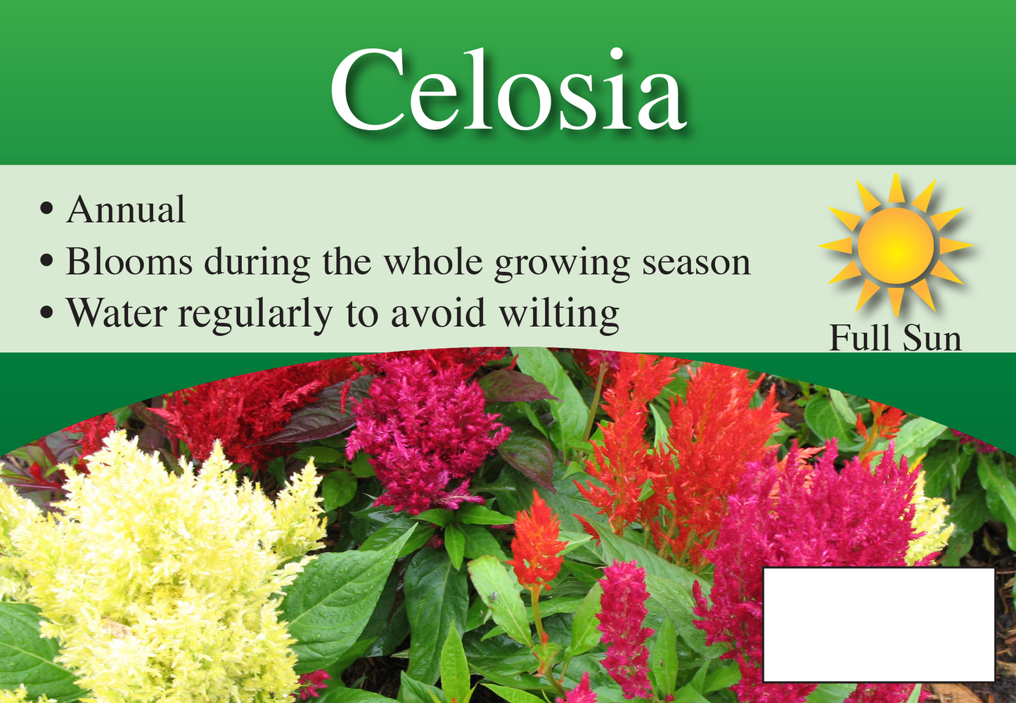 Celosia sign with three facts and sun needs