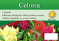 Celosia sign with three facts and sun needs