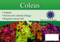 Coleus sign with three facts and sun needs