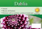 Dahlia sign with three facts and sun needs