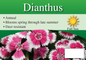 Dianthus sign with three facts and sun needs