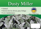 Dusty Miller sign with three facts and sun needs