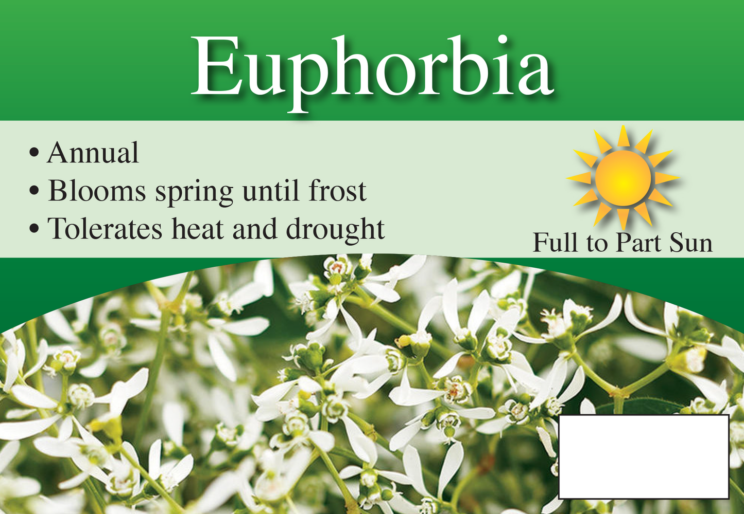 Euphorbia sign with three facts and sun needs