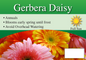 Gerbera Daisy sign with three facts and sun needs