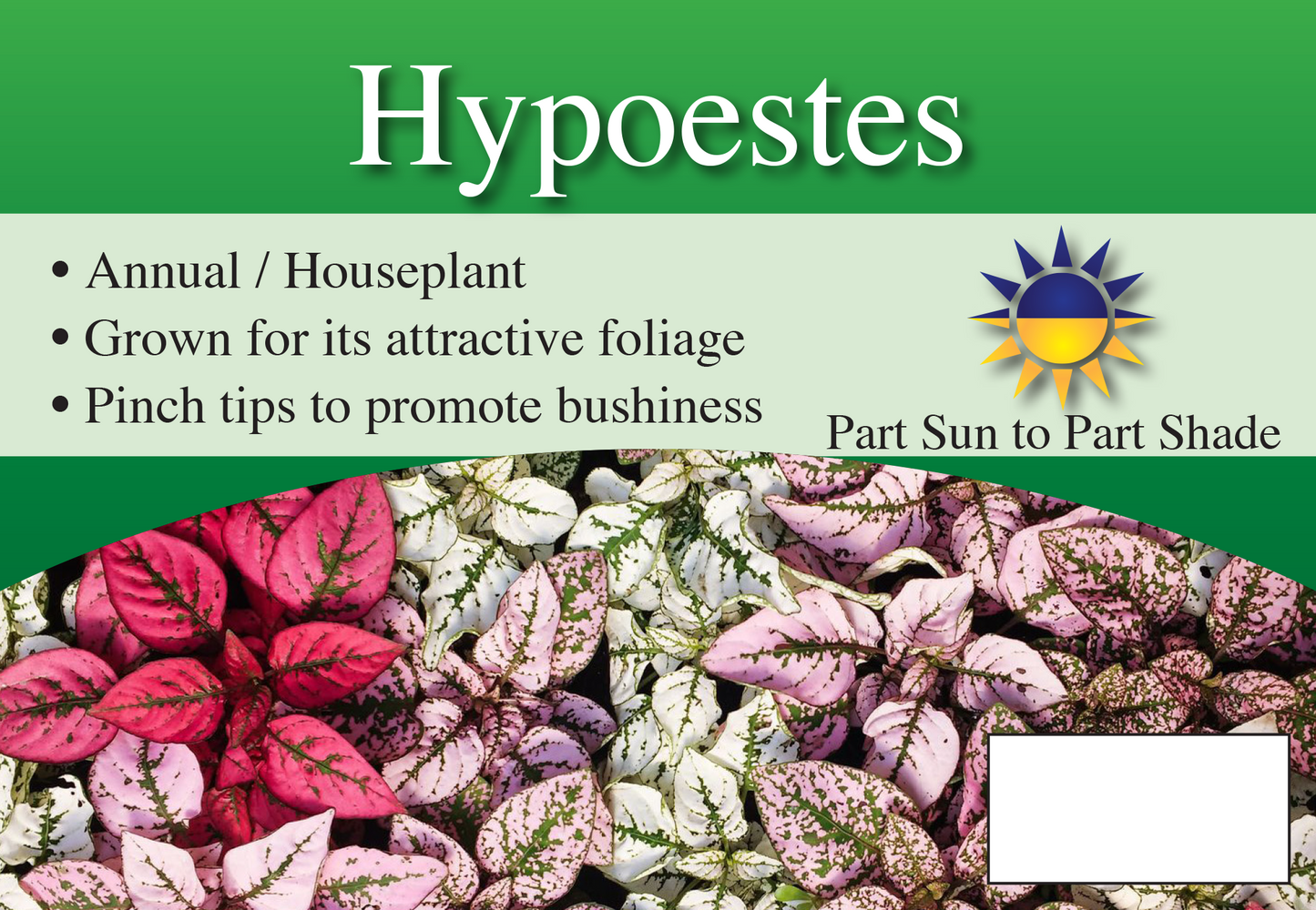 Hypoestes sign with three facts and sun needs