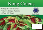 Kong Coleus sign with three facts and sun needs