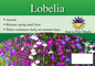 Lobelia sign with three facts and sun needs