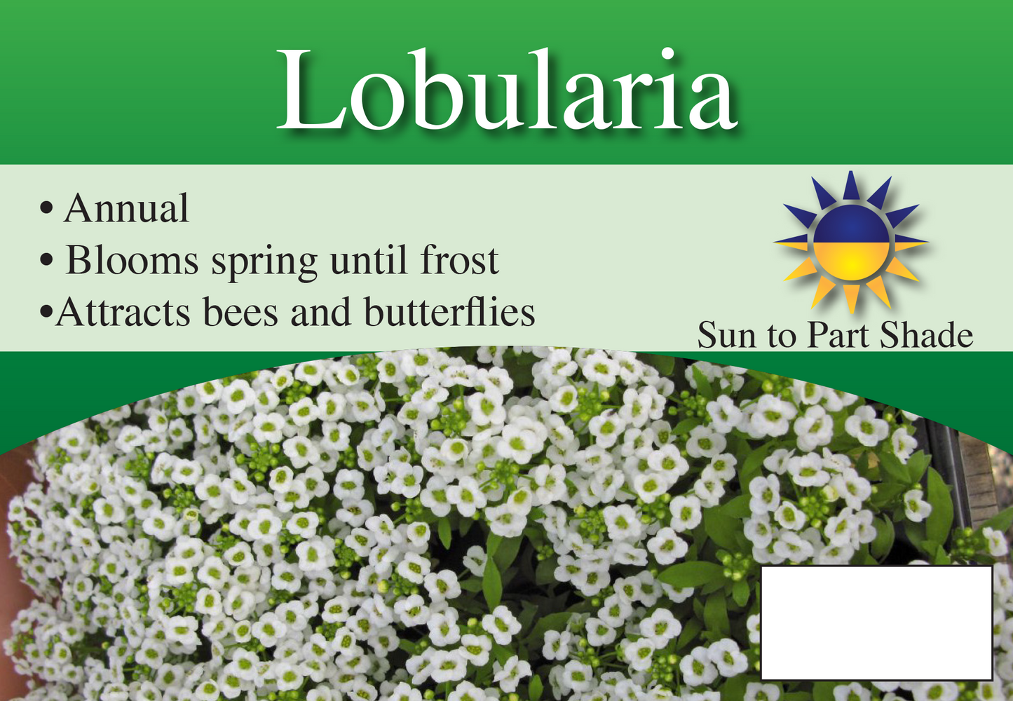 Lobularia sign with three facts and sun needs