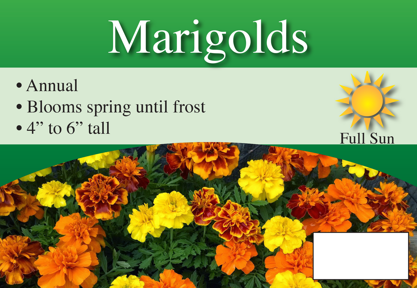 Marigolds sign with three facts and sun needs