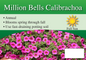 Million Bells Calibrachoa sign with three facts and sun needs