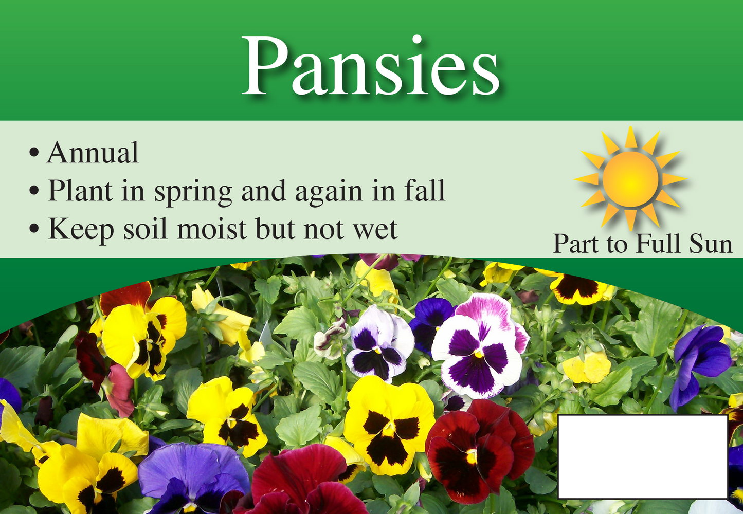 Pansies sign with three facts and sun needs