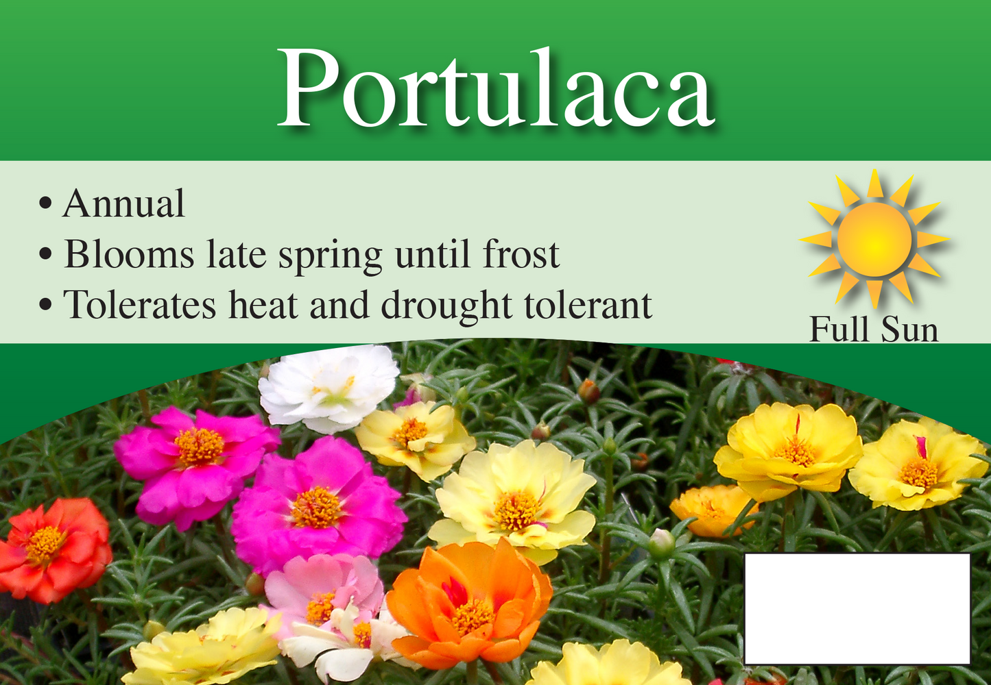 Portulaca sign with three facts and sun needs