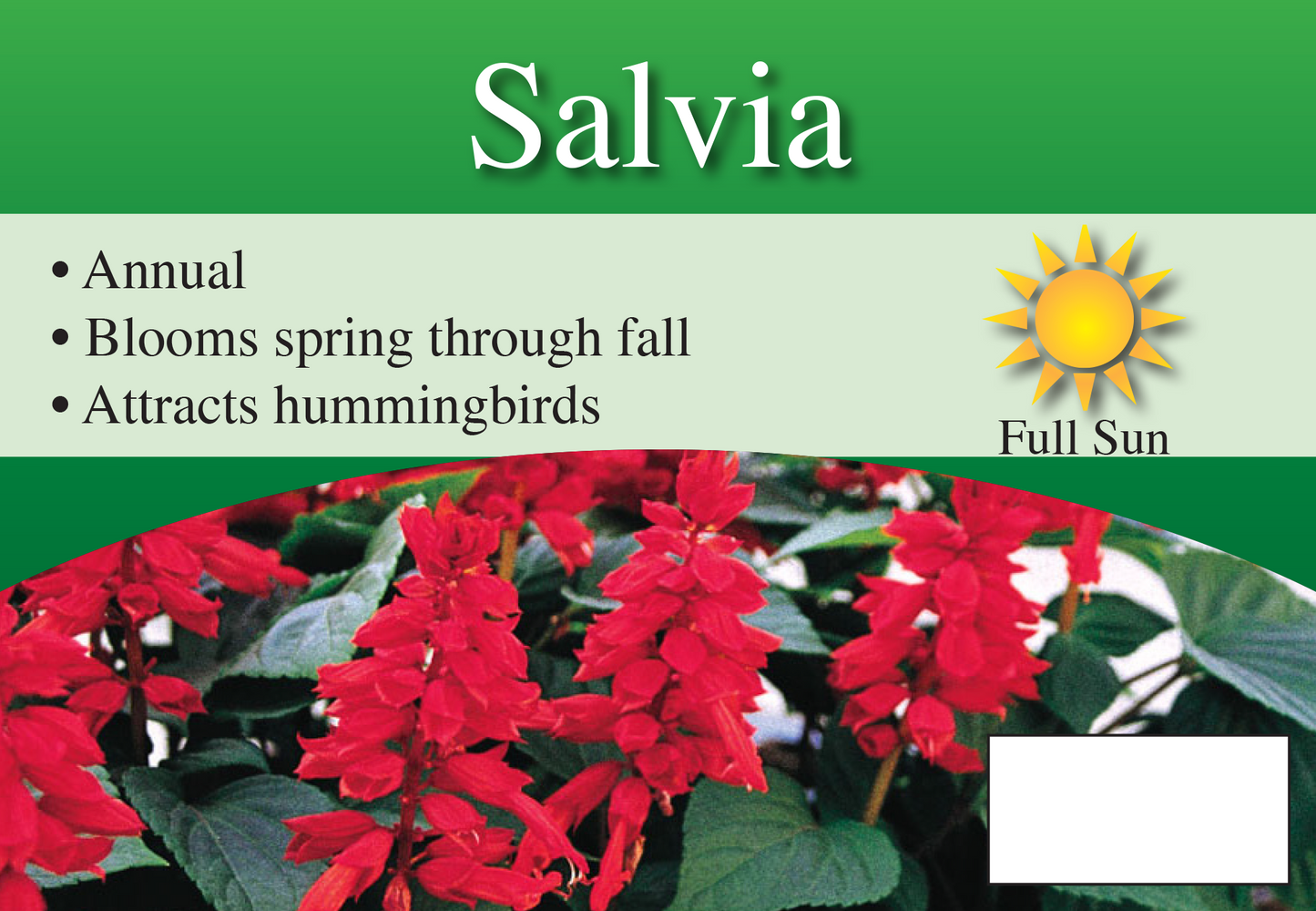 Salvia Annual sign with three facts and sun needs