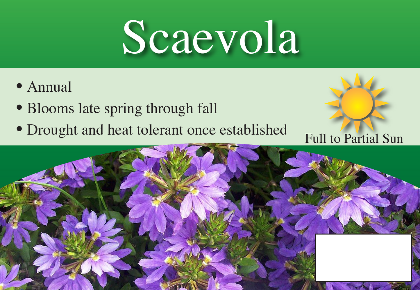 Scaevola sign with three facts and sun needs