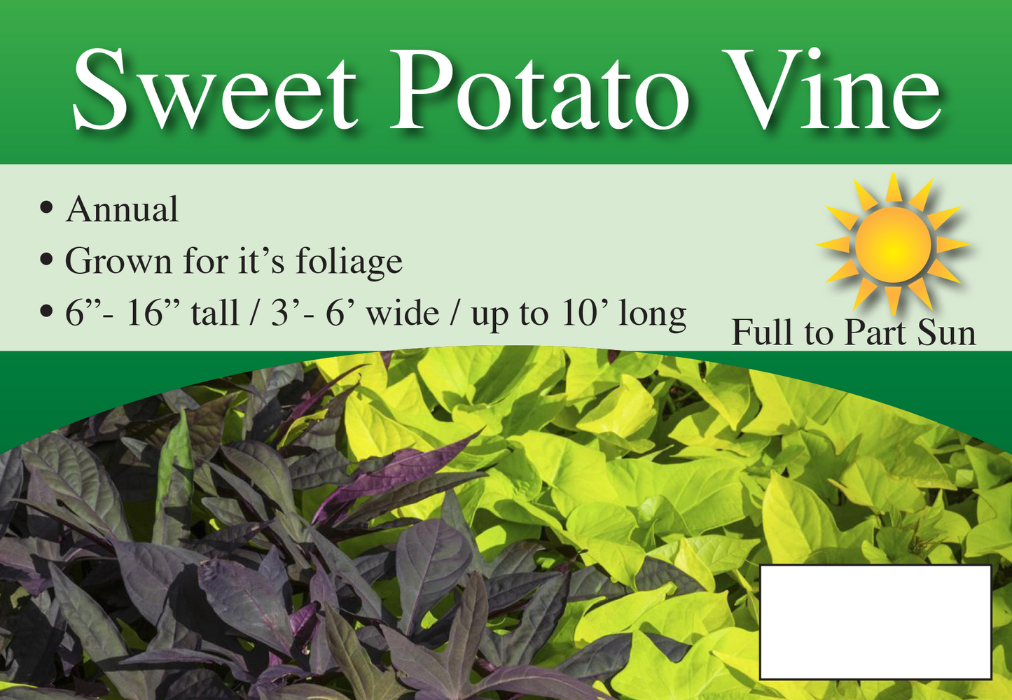 Sweet Potato Vine sign with three facts and sun needs