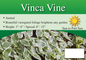 Vinca vine sign with three facts and sun needs