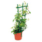 Clip on Trellis Green 50/pk